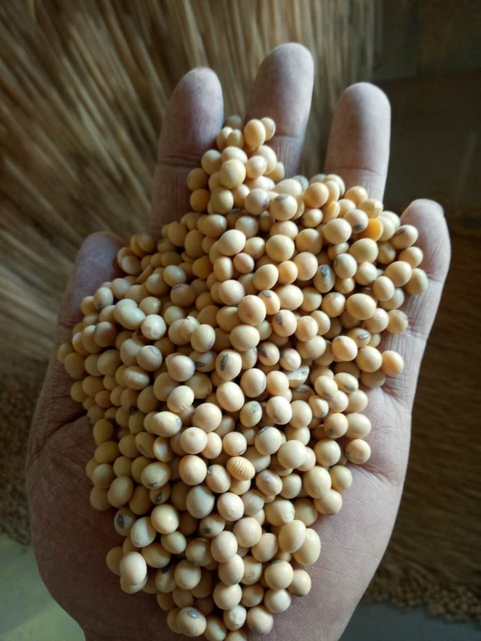 进口大豆